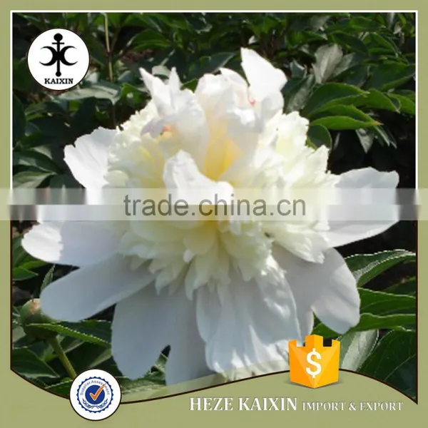 my Test Tree Peony Plant Root photo-6