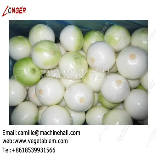 Onion Processing Machine Line|Onion Peeling and Root Cutting Plant|Onion Skin Remover Low Price photo-5