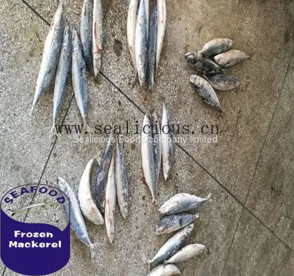 High Quality Frozen Fresh Sea Frozen Pacific Mackerel Fish 150-200 photo-2