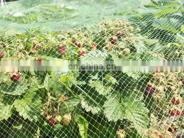 High Quality Agriculture Apple Tree Protection Anti Insect Net for Agriculture Protection Net Garden photo-4