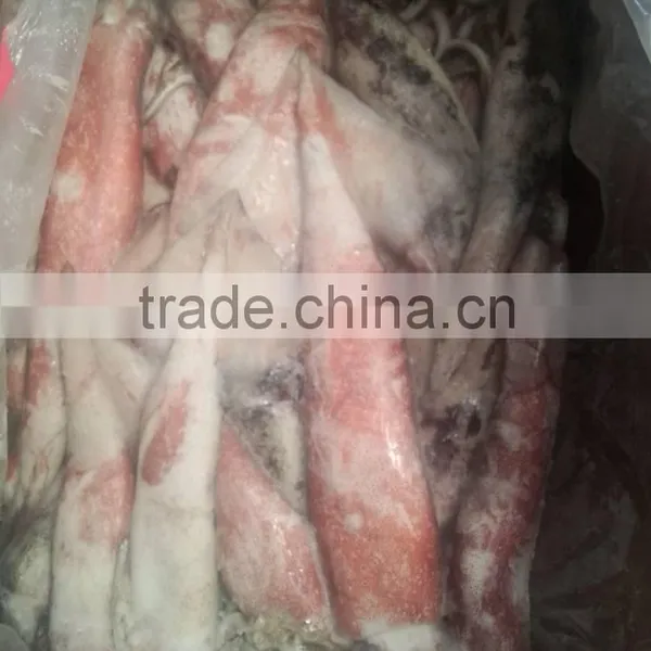 Frozen Whole Round High Quality Squid and Todarodes Pacificus photo-6