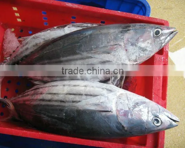 Yellow Fin Tuna Fish