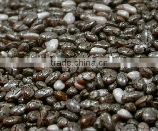CHIA SEED