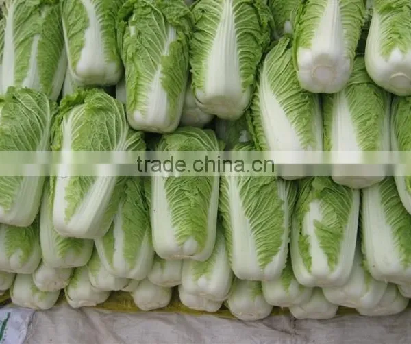 Fresh Chinese Cabbage photo-2