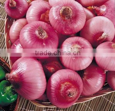 Fresh Onion Red Onion photo-2