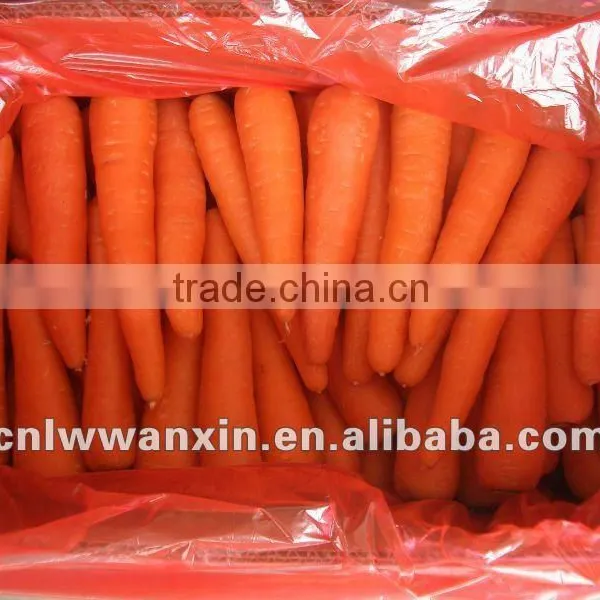 China Fresh Carrot