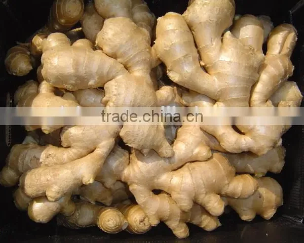 Fresh Ginger photo-2
