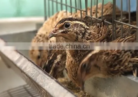 Automatic Drinker Quail Farming Equipment