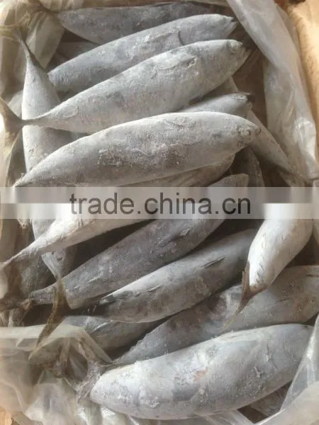 Sea Frozen Bonito Tuna photo-6