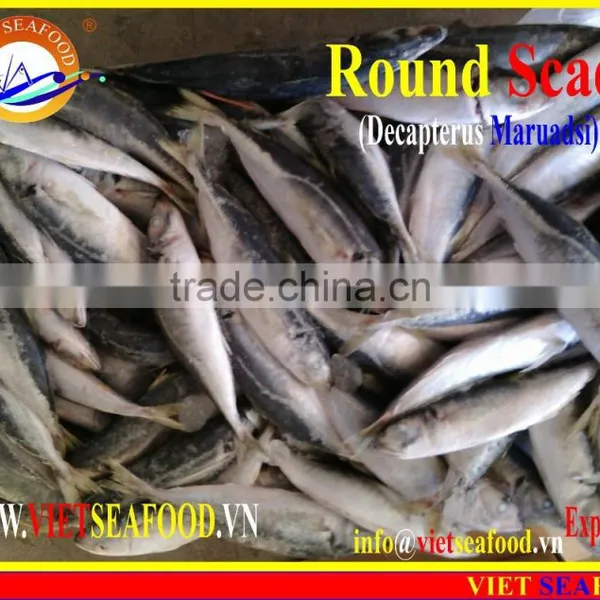 FROZEN MARUADSI WHOLE ROUND (ROUND SCAD) photo-5