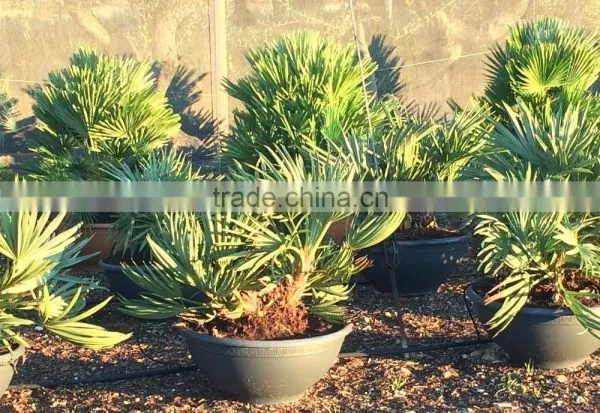Trithrinax Campestris Palm Tree