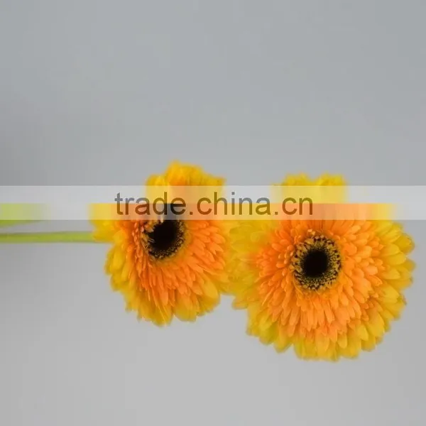 Quality Champagne Fresh Gerbera Plants photo-2