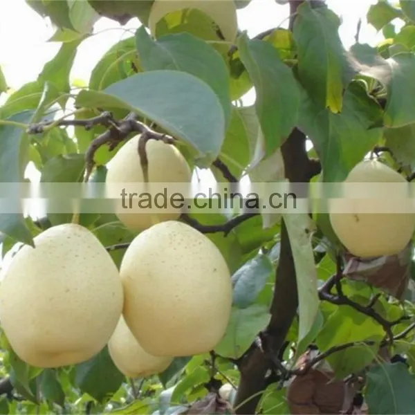 Effectual for Selling Fragrant Pear photo-4