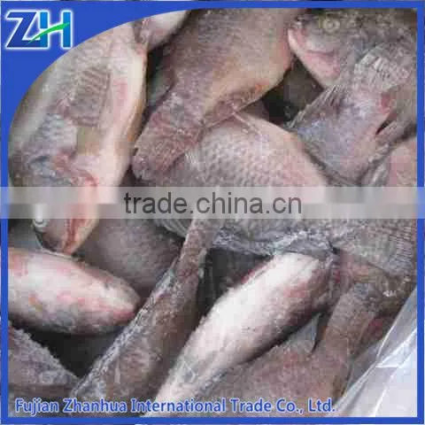 Best Frozen Whole Tilapia Fish Farming