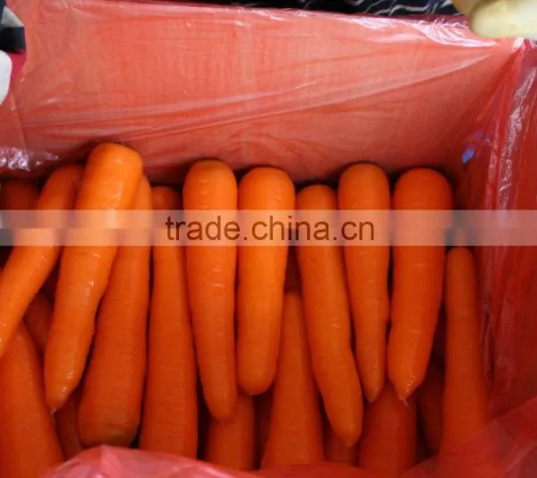 Export Fresh Carrot