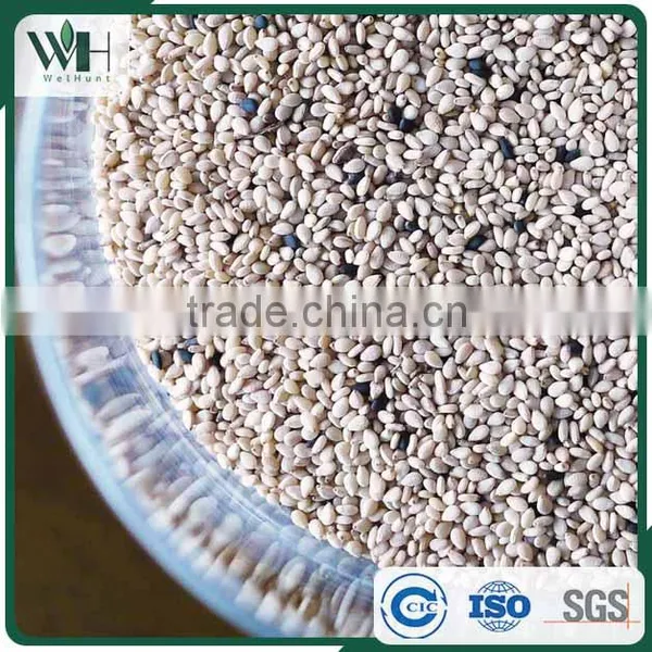 Reliable Pakistan White Sesame Supplier photo-4