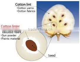 Cotton Linter photo-2