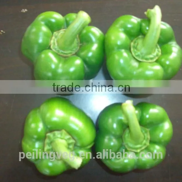 Green Fresh Bell Pepper From China Farmland photo-3