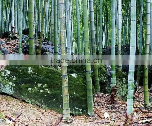 Phyllostachys Heterocycla (Carr.) Mitford Cv. Pubescens & Bamboo photo-2