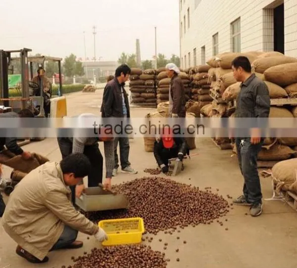 2015 New Bulk Dried Chestnuts for Sale photo-4