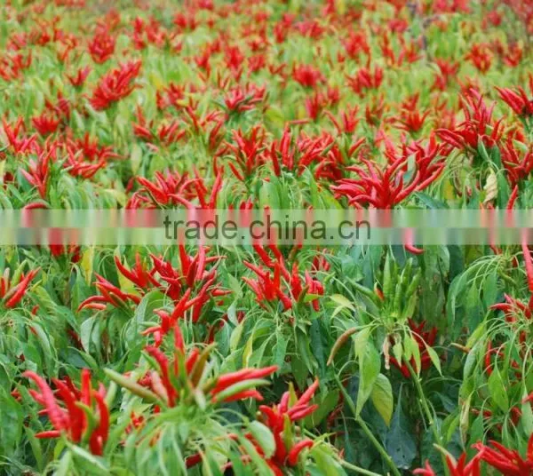 Humic Acid+Amino Acid Granular photo-3