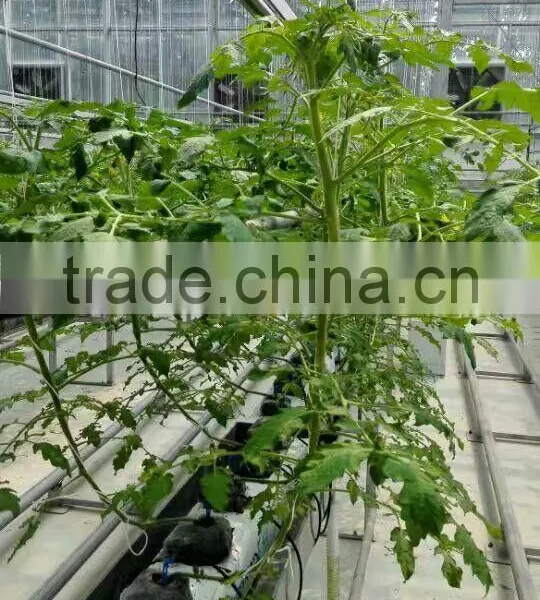 Truss Shape Trellising Hot Dipped Galvaniazed Cultivating Shelf Used in Greenhouse photo-3