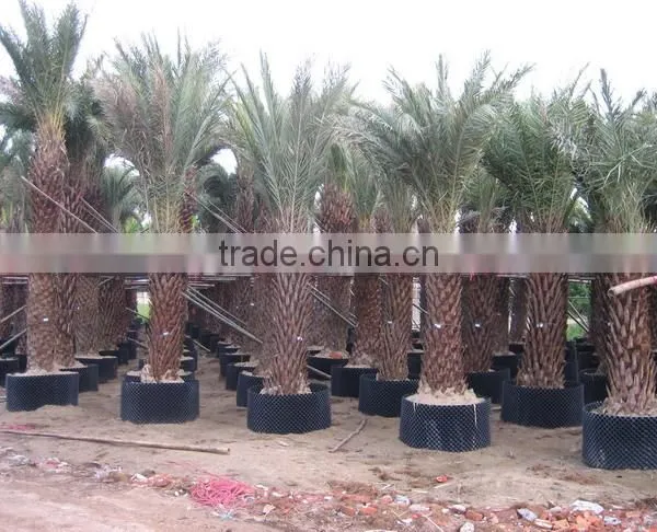 Fast Growth Container/Tree Container/Plastic Container photo-4