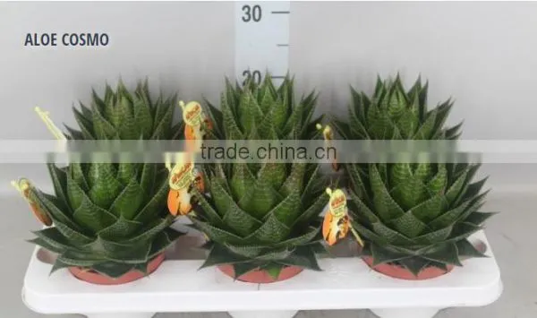 ALOE COSMO