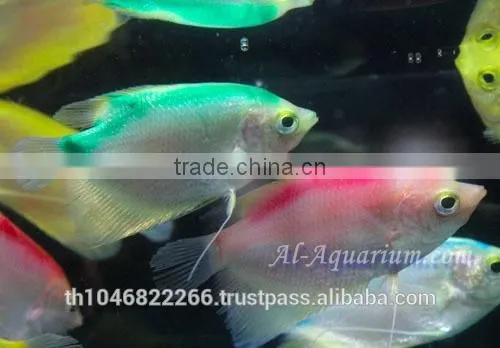 Giant Gourami Mix Color / Aquarium Fish Exporter photo-4