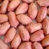 Peanut