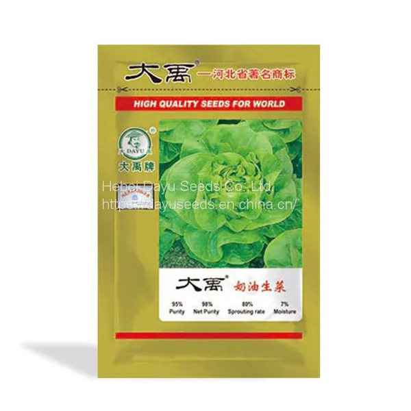 Loose Leaves Cream Lettuce Loose Leaf Lettuce Seeds Chinese Lettuce Seeds For Sale