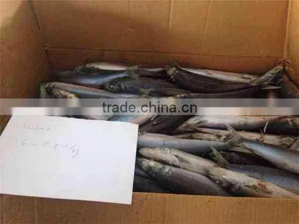 Sea Frozen Whole Round Frozen Sardine Fish photo-6