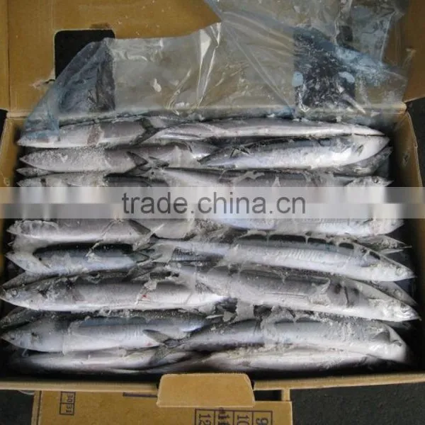Frozen Saury photo-2