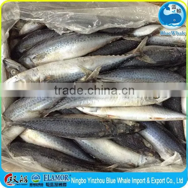 Net Weight Mackerel Fish 100% 15kg 10kg Mackerel photo-2