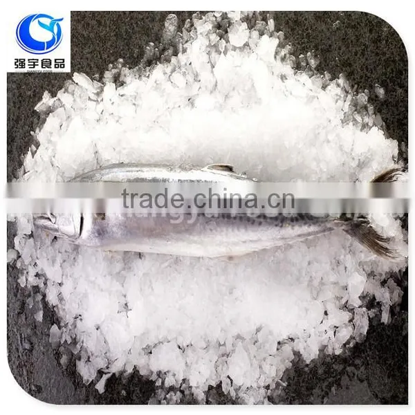 Frozen Style and Mackerel Variety Best Quality Spanish Mackerel (King Fish)