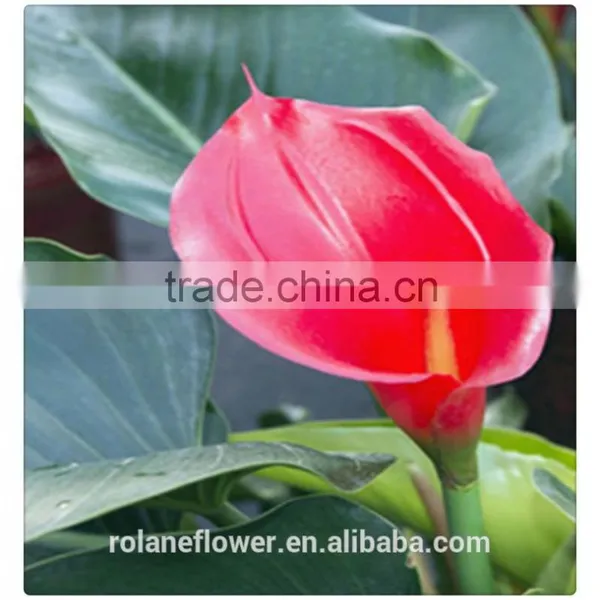 Real Natural Fresh Red Wine Color Calla Lily Flowers in Kunming photo-2