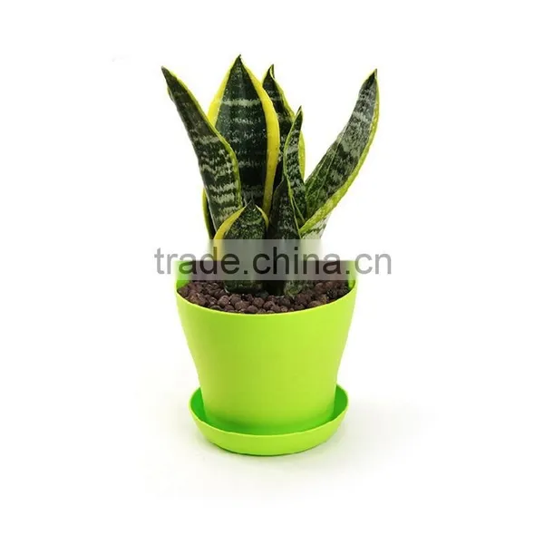 Air Refresh Plant photo-2