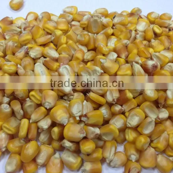 UKRAINIAN CORN photo-5