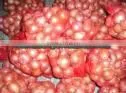 Gold Onion ( Crops 2013) photo-5