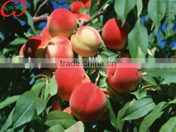 Canned Strawberry,all Kinds of Canned Foods