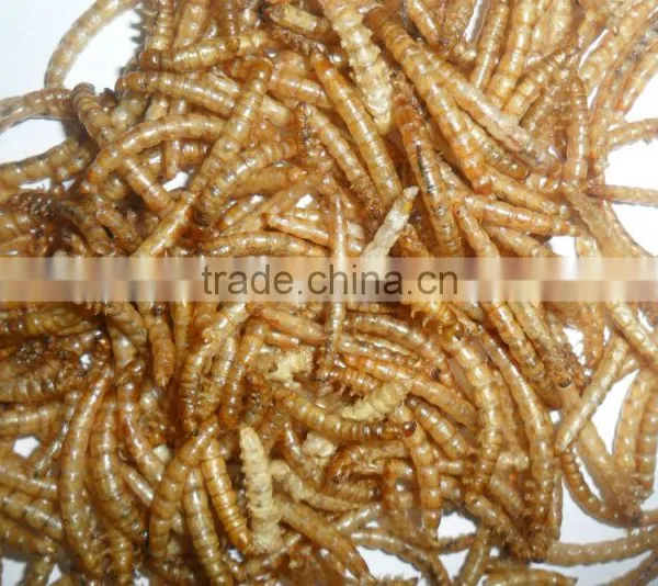 Golden Yellow Stocked Mealworm, Wholesale Wild Bird Food Mealworm photo-2