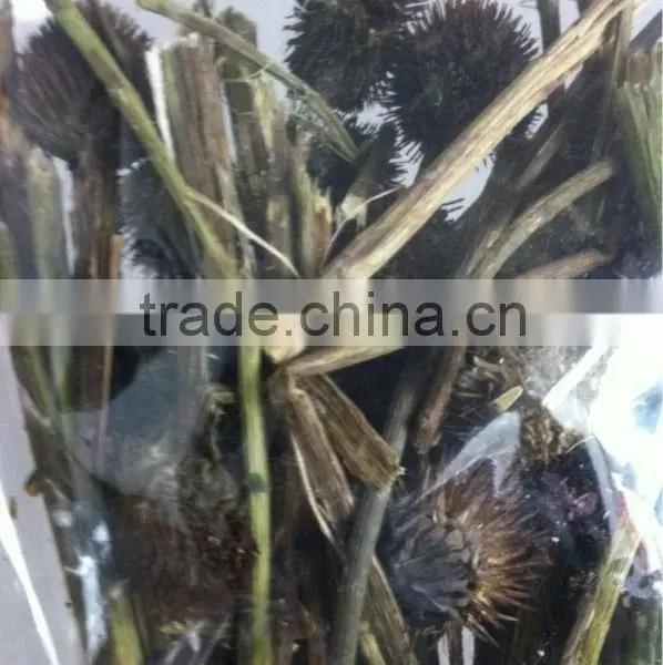2016 Echinacea Root