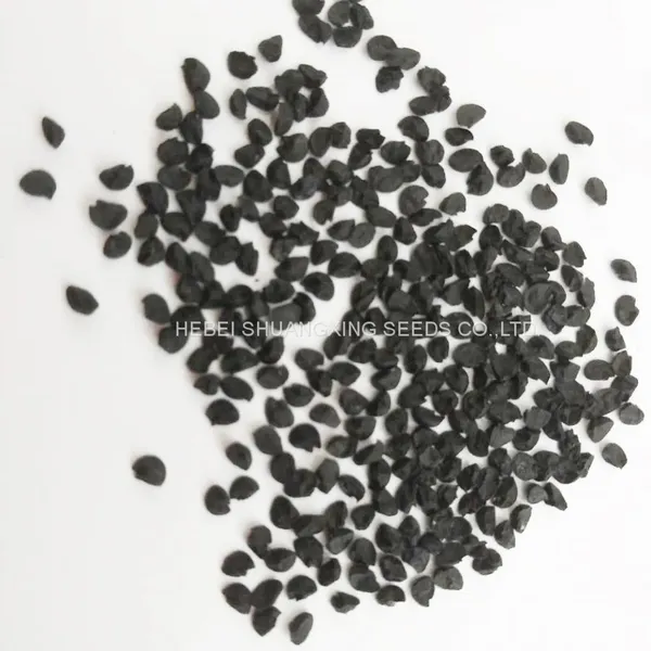 High Yield and Good Disease-resistant White Onion Seeds for Planting photo-5