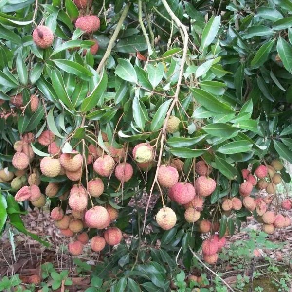 Japan Lychee Trees With Grafting Korea Lychee Trees photo-3