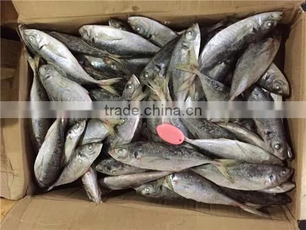 20 cm 25 cm Frozen Freeze Horse Mackerel photo-3