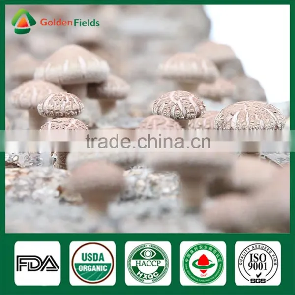 Market Price for Mushroom,Shiitake Mushroom Price,Mushroom For Sale photo-5