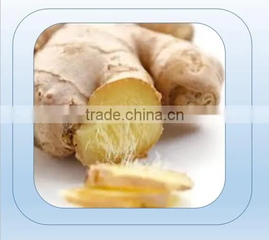 China Ginger for Sale / Ginger Price