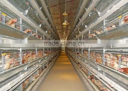Automatic Environmental Controlled Chicken Farms Construction photo-6