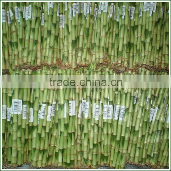 Straight Lucky Bamboo Sticks Air Bonsai Tree 10cm-110cm DRACAENA SANDERIANA Indoor Aquatic Plants Nursery Garden Decoration photo-3