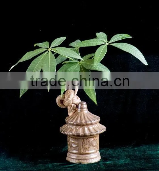 Mini Ornamental Plants Indoor Chinese Pot Decorative Pachira House Plant Bonsai